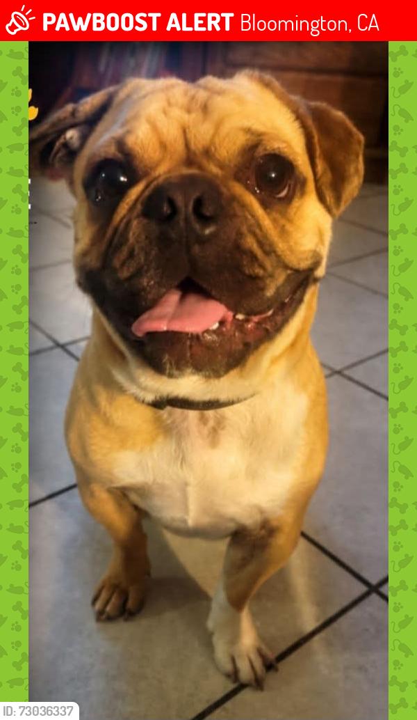 Lost Male Dog last seen Dumond Avenue and Birch Avenue , Bloomington, CA 92316