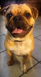 Lost Male Dog last seen Dumond Avenue and Birch Avenue , Bloomington, CA 92316
