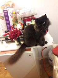 Lost Male Cat last seen Near W. Oakland Park Blvd, Fort Lauderdale, FL 33311, Oakland Park, FL 33311