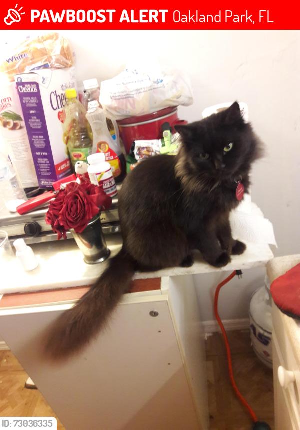 Lost Male Cat last seen Near W. Oakland Park Blvd, Fort Lauderdale, FL 33311, Oakland Park, FL 33311