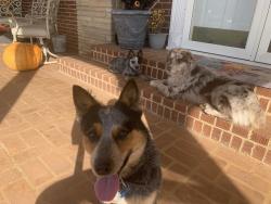 Lost Male Dog last seen Enon Baptist church heritage middle school area , Valdese, NC 28690