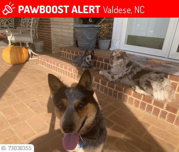 Lost Male Dog last seen Enon Baptist church heritage middle school area , Valdese, NC 28690
