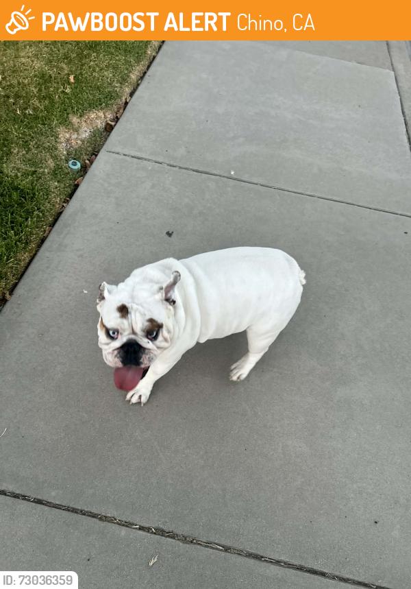 Found/Stray Male Dog last seen Arthur & Cypress CHINO CA, Chino, CA 91710