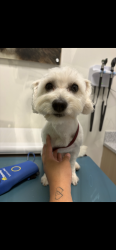 Lost Male Dog last seen Army Residence Community , San Antonio, TX 78239