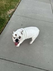 Found/Stray Male Dog last seen Arthur & Cypress CHINO CA, Chino, CA 91710