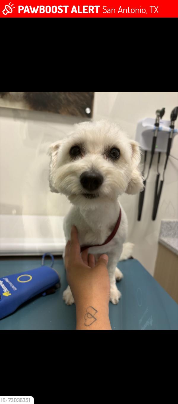 Lost Male Dog last seen Army Residence Community , San Antonio, TX 78239