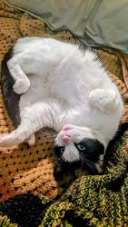 Reunited Female Cat last seen Martin Luther King Jr Way & West St, Oakland, CA 94609