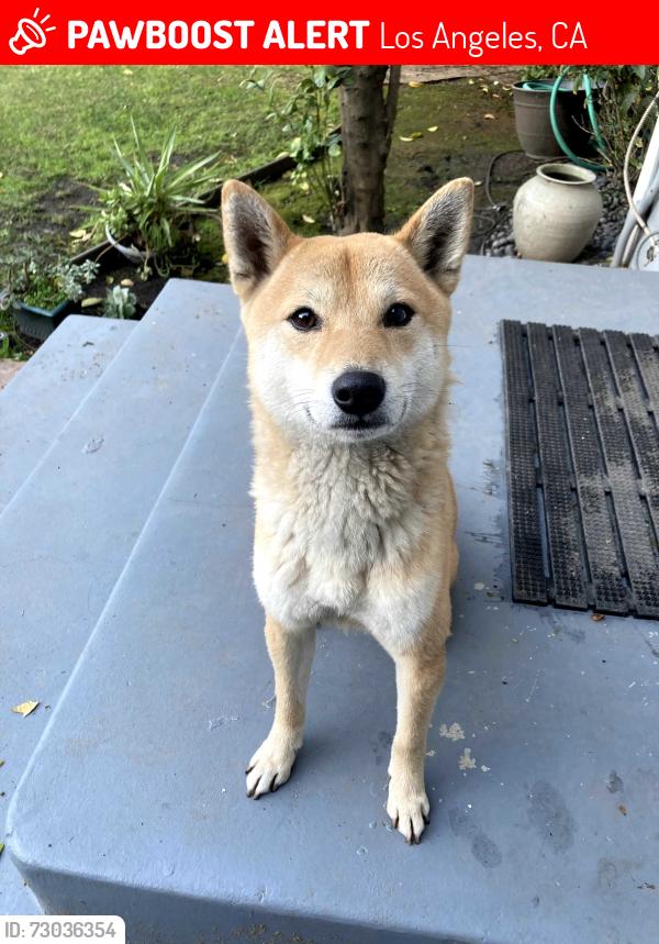 Lost Male Dog last seen S Normandie and 3rd St, Los Angeles, CA 90004