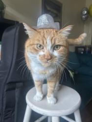Lost Male Cat last seen Bonar and Addison 94702, Berkeley, CA 94702