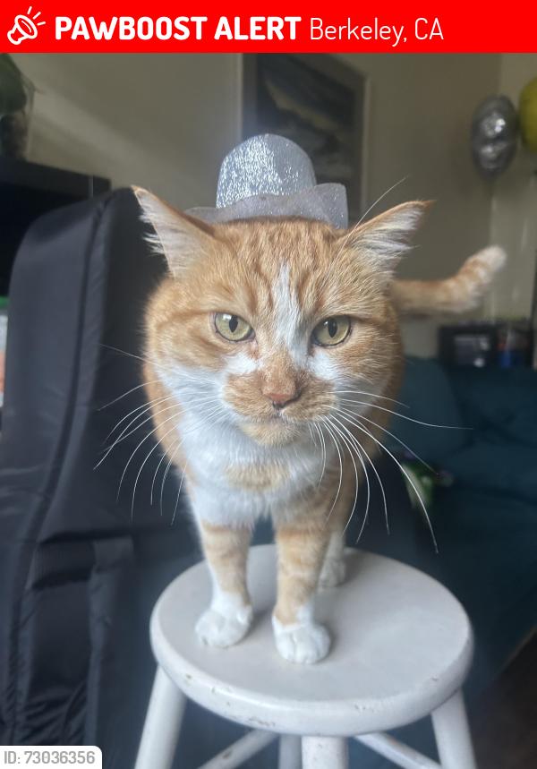Lost Male Cat last seen Bonar and Addison 94702, Berkeley, CA 94702