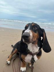 Lost Male Dog last seen Borden St, Sinton, TX 78387