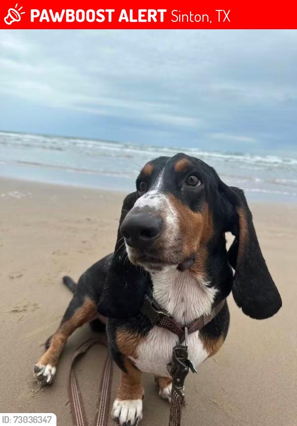 Lost Male Dog last seen Borden St, Sinton, TX 78387