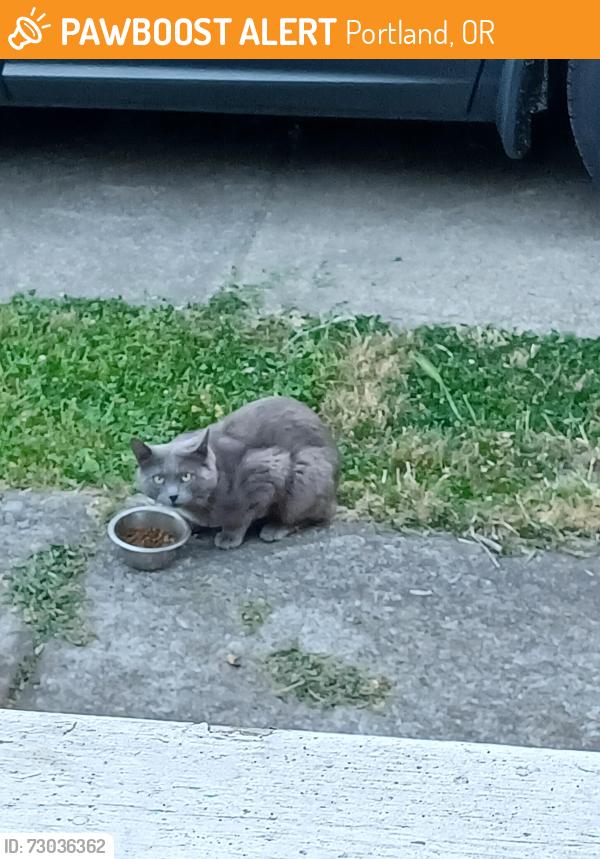 Found/Stray Unknown Cat last seen SE 104th avenue, Portland, OR 97266