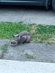 Found/Stray Unknown Cat last seen SE 104th avenue, Portland, OR 97266