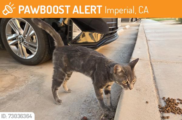 Found/Stray Male Cat last seen Imperial HWY and Neckel Rd, Imperial, CA 92251