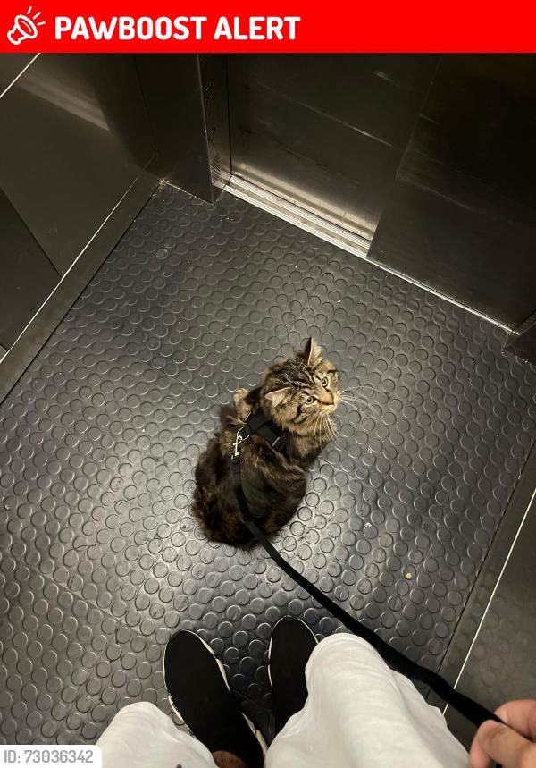 Lost Male Cat last seen Kings grove maidenhead, Berkshire, England SL6