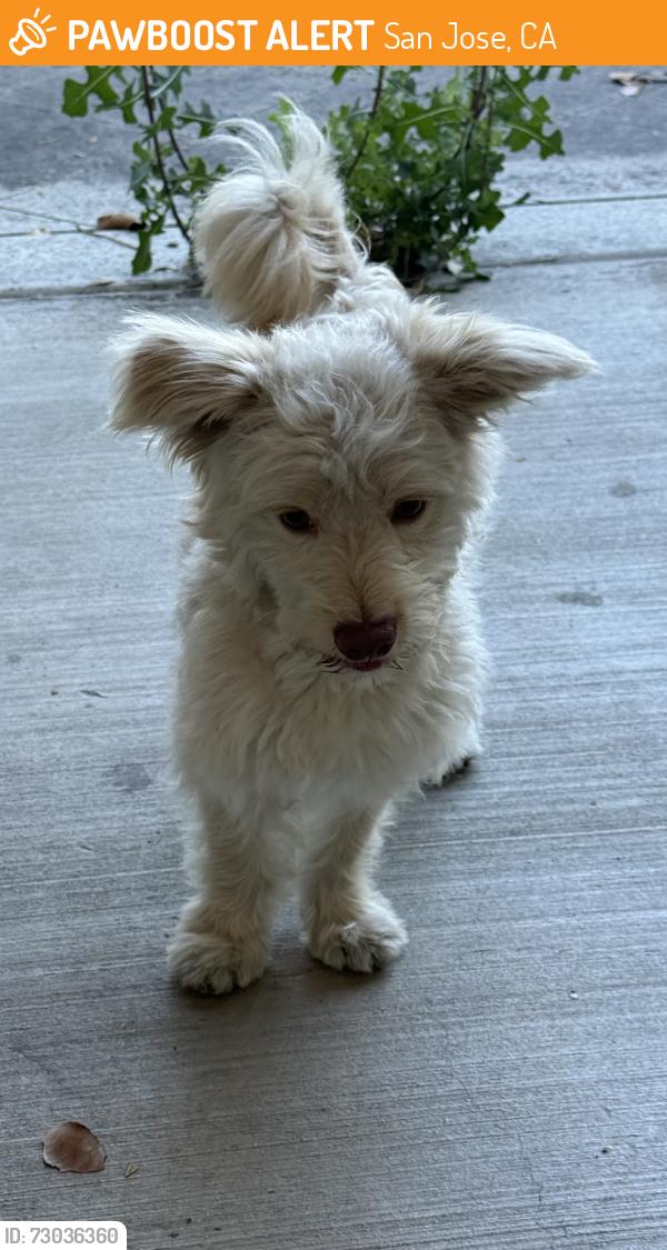Found/Stray Male Dog last seen Rock Ave, San Jose 95131, San Jose, CA 95131