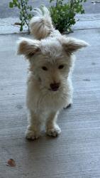 Found/Stray Male Dog last seen Rock Ave, San Jose 95131, San Jose, CA 95131