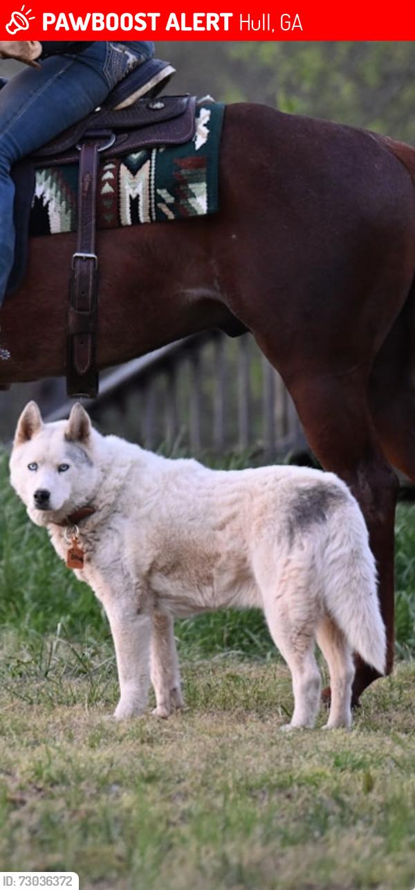 Lost Male Dog last seen On my driveway, Hull, GA 30646