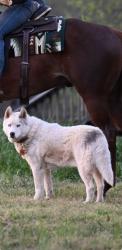 Lost Male Dog last seen On my driveway, Hull, GA 30646