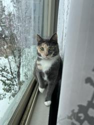 Reunited Female Cat last seen 144th & Ida St. , Omaha, NE 68142