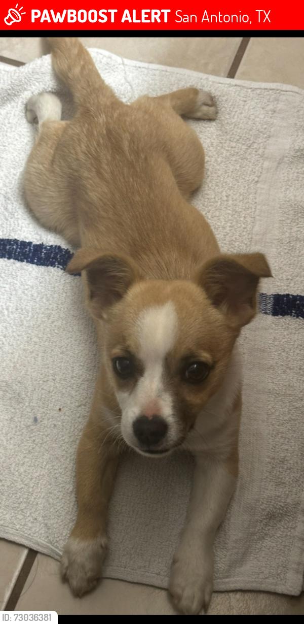 Lost Male Dog last seen Reed Rd, San Antonio, TX 78251