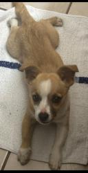 Lost Male Dog last seen Reed Rd, San Antonio, TX 78251