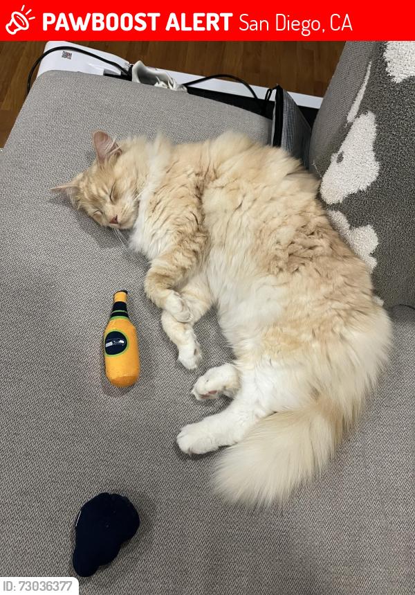 Lost Female Cat last seen Northridge Avenue, Clairemont Neighborhood, San Diego, CA 92117