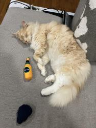 Lost Female Cat last seen Northridge Avenue, Clairemont Neighborhood, San Diego, CA 92117