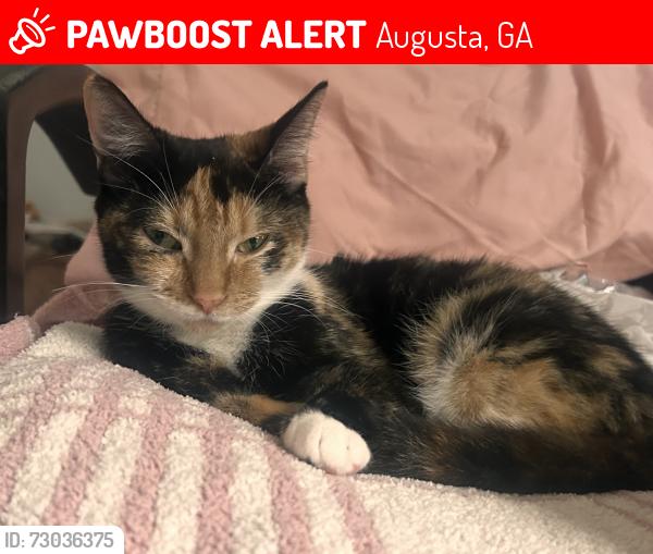 Lost Female Cat last seen Marks Chruch Road, Augusta, GA 30909