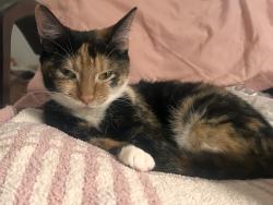 Lost Female Cat last seen Marks Chruch Road, Augusta, GA 30909
