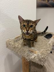 Reunited Female Cat last seen S powhaton rd and E Walker dr, Aurora, CO 80016