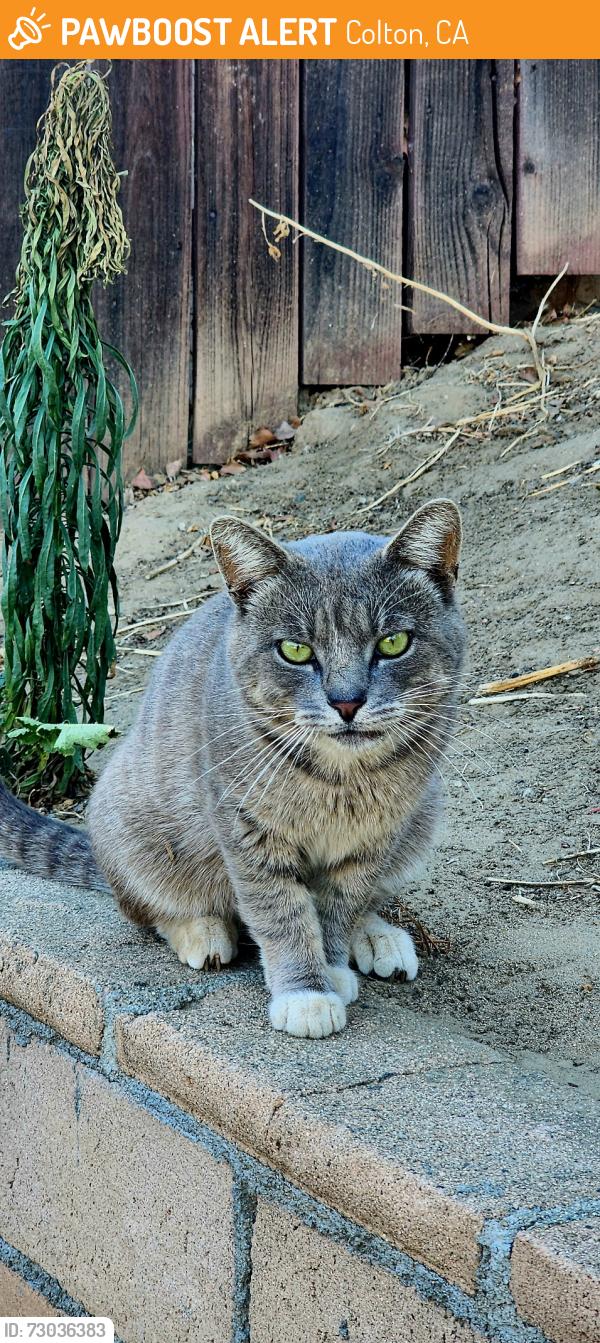 Found/Stray Male Cat last seen Mill and meridian, Colton, CA 92324
