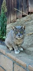 Found/Stray Male Cat last seen Mill and meridian, Colton, CA 92324