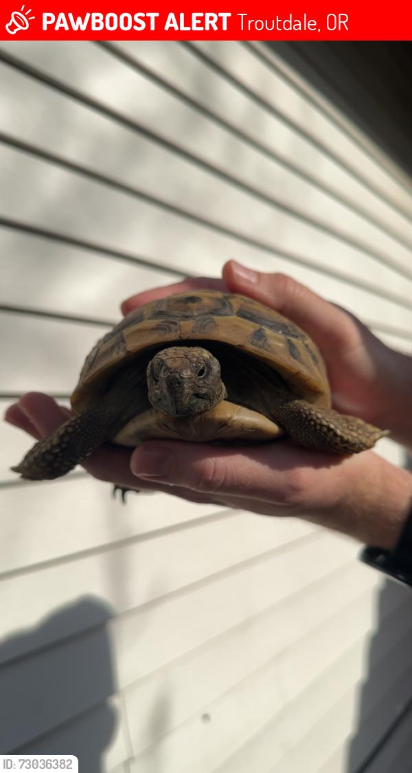 Lost Female Reptile last seen Near SW 27th Way Troutdale OR, Troutdale, OR 97060