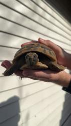 Lost Female Reptile last seen Near SW 27th Way Troutdale OR, Troutdale, OR 97060
