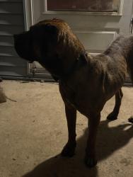 Found/Stray Male Dog last seen Near linwood ave , Columbus, OH 43207