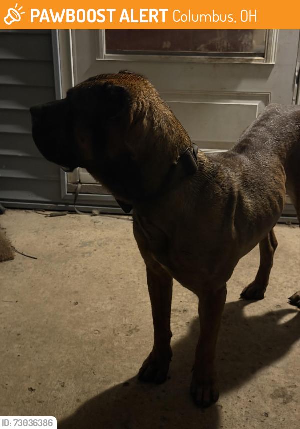 Found/Stray Male Dog last seen Near linwood ave , Columbus, OH 43207