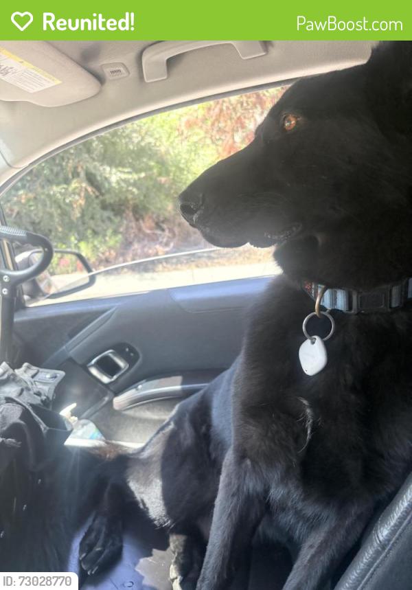 Reunited Male Dog last seen Arciero Dr., Whittier, CA 90601