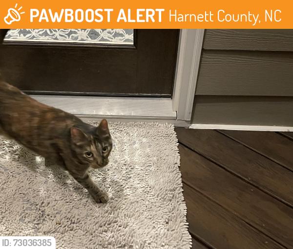 Found/Stray Female Cat last seen Prince Place Dr and Christian Light Rd, Harnett County, NC 27526