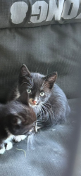 Lost Female Cat last seen Near hwy 10, Surrey, BC V3Z 1E1