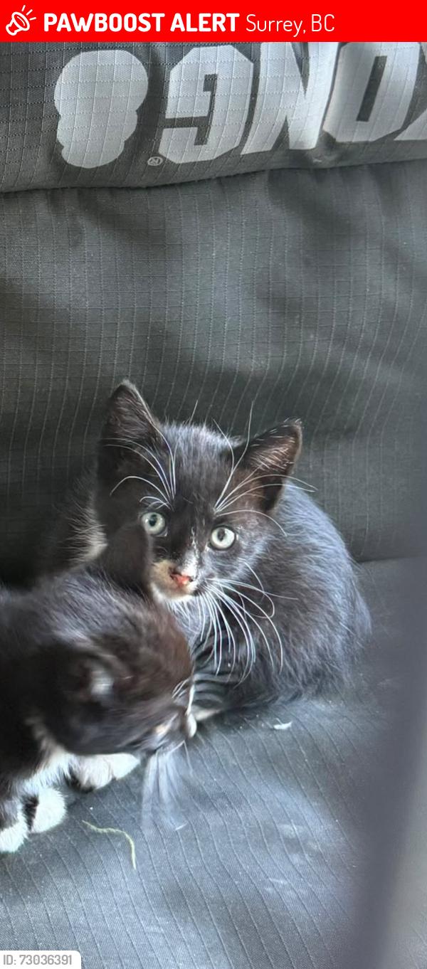 Lost Female Cat last seen Near hwy 10, Surrey, BC V3Z 1E1
