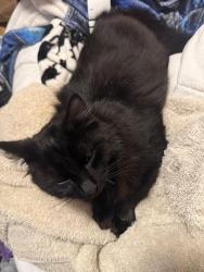 Lost Male Cat last seen San Francisco Dr ne, Salem, OR 97305