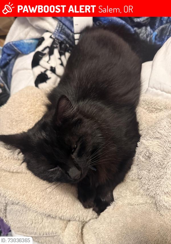 Lost Male Cat last seen San Francisco Dr ne, Salem, OR 97305