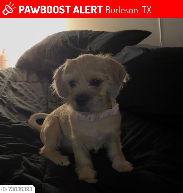 Lost Female Dog last seen Hickory , Burleson, TX 76028