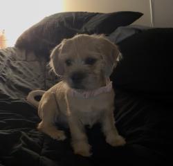 Lost Female Dog last seen Hickory , Burleson, TX 76028