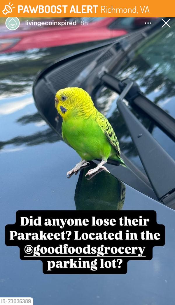 Found/Stray Unknown Bird last seen In Stony Point Shopping Center - Good Foods Grocery, Richmond, VA 23235