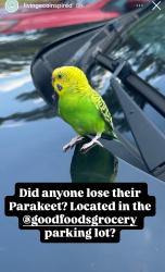 Found/Stray Unknown Bird last seen In Stony Point Shopping Center - Good Foods Grocery, Richmond, VA 23235