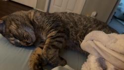 Reunited Female Cat last seen 34th and Lawrence St, Denver, CO 80205