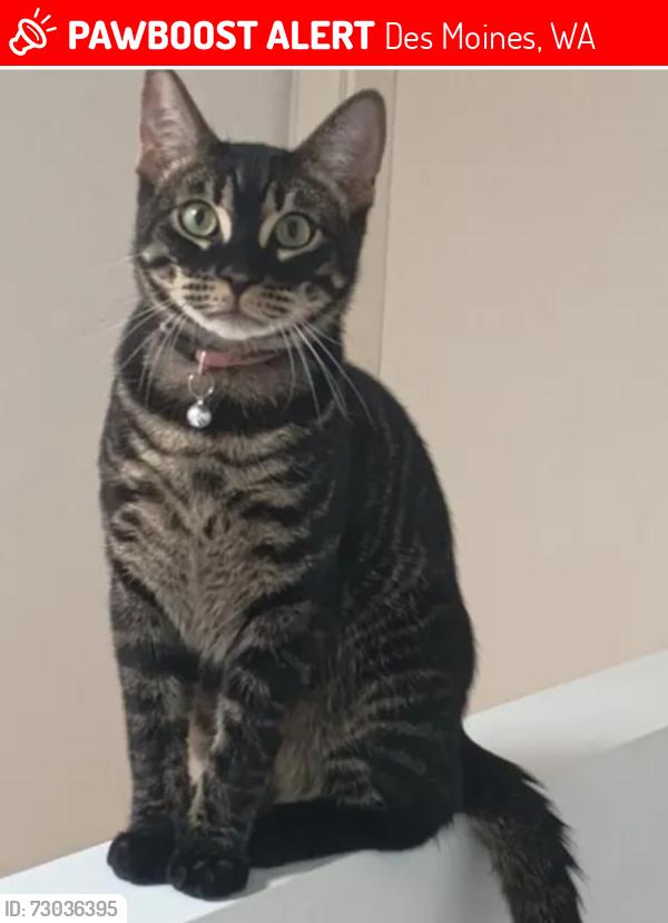 Lost Male Cat last seen 18th ave s. , Des Moines, WA 98198